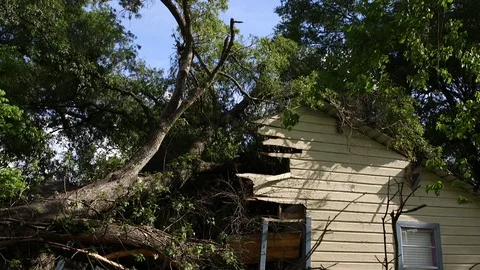 Tree in House tilts Video stock 89287943