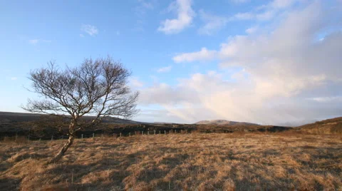 Tree at Hraunfoss Video stock 5225225