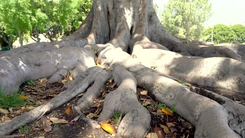 Tree with huge roots. The camera moves from below Stock Footage 153039768
