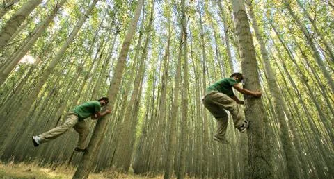 Tree Hugger Stock Photos