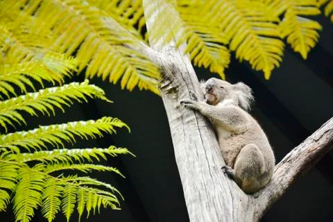 A Tree Hugging Grey Koala in Australia. Stock Photos