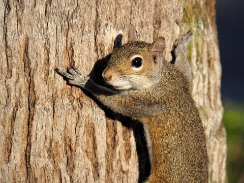 Tree Hugging Squirrel Stock Photos
