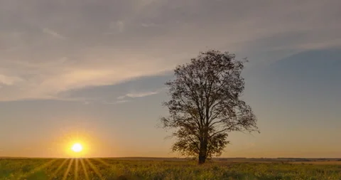 Tree hyperlapse in the field during dawn, beautiful autumn landscape, timelapse Stock Footage 139022572