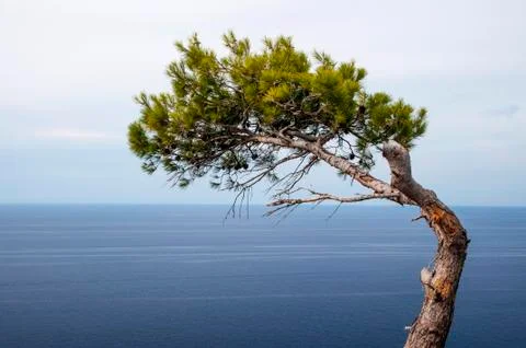 Tree i sea Stock Photos