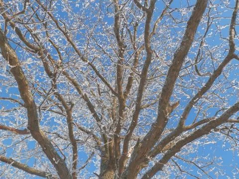 Tree in ice 스톡 사진