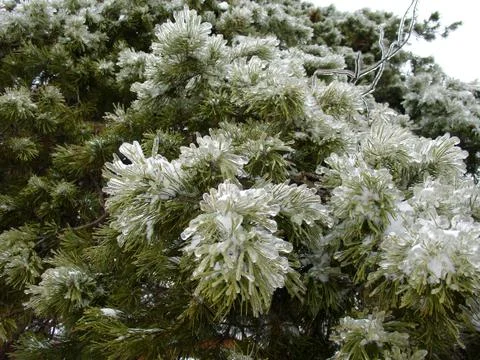 Tree with ice Stock Photos