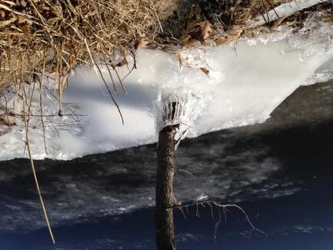 Tree in the Ice Stock Photos