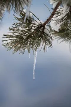 Tree with ice Stock Photos