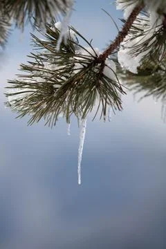 Tree with ice Stock Photos