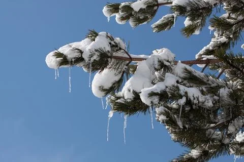 Tree with ice Stock Photos