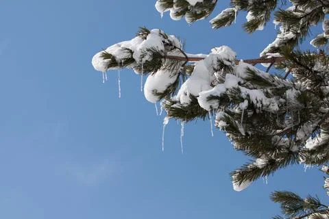 Tree with ice Stock Photos