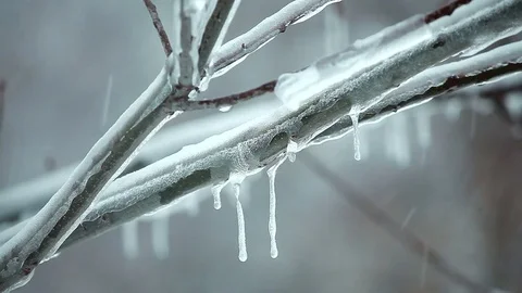 Tree iced close-up snow Stock Footage 76512056