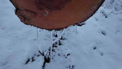 Tree with icicles. Stock Footage 312872623