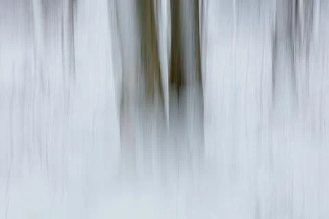 Tree ICM. Fotos de archivo