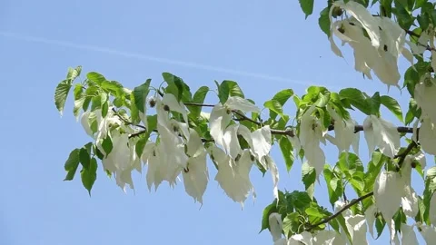 Tree with identical green leaves and white flowers Stock Footage 201385682
