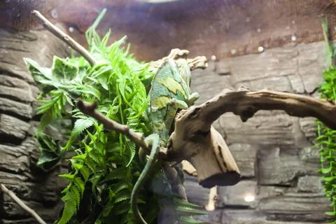 A tree iguana on a branch. 库存照片
