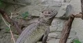 Tree iguana saurian reptile close up climbing on tree branches 4k or 4k+ Resolution