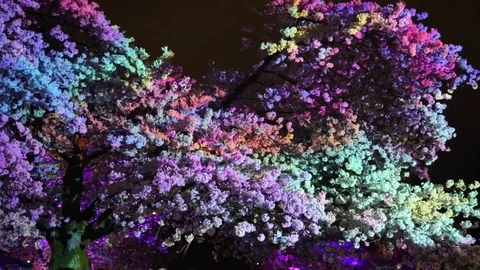 Tree illuminated colorful animation Stock Footage 75085124