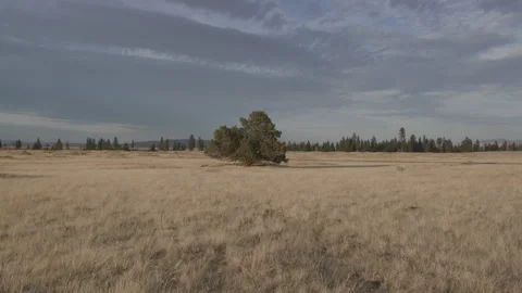 Tree illuminated by evening light in a wide open field of brown grass Stock Footage 332308902