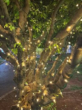 Tree illuminated with lights Stock Photos