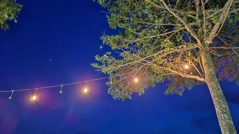Tree Illuminated by Warm String Lights at Night Stock Photos