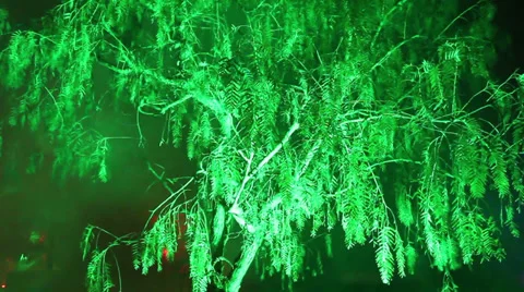 Tree illumination HD Stock Footage 32282507
