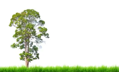 Tree Stock Illustration