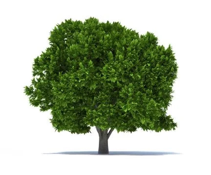 Tree Stock Illustration