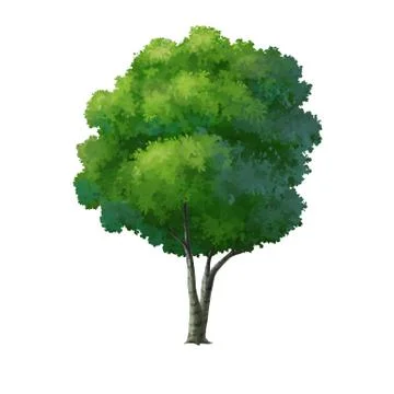 Tree Stock Illustration