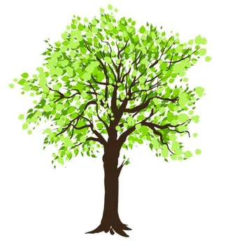 Tree Stock Illustration