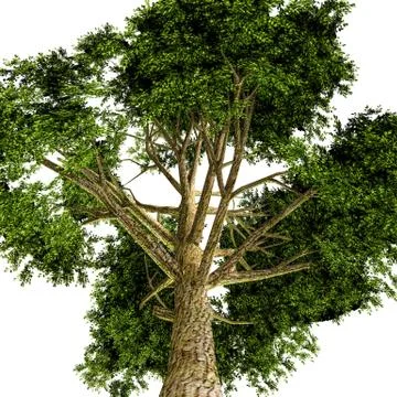 Tree Stock Illustration