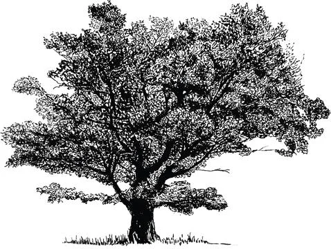 Tree Stock Illustration