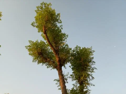 Tree image from above part Stock Photos