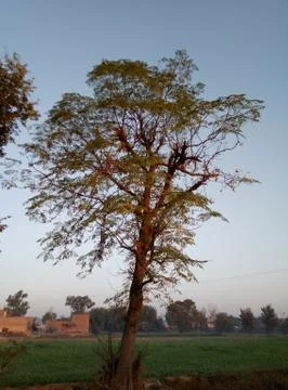 Tree image amazing background Stock Photos
