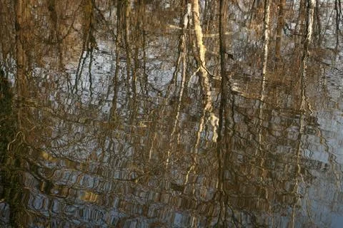 Tree image in the calm waters Stock-Fotos