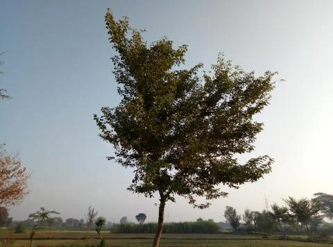 Tree image with dark background Stock Photos