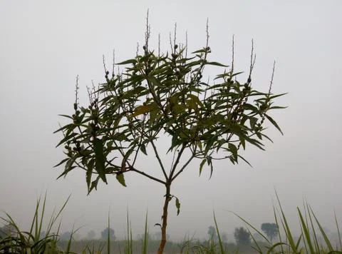 Tree image with fog background Stock Photos