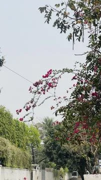 The tree in the image is most likely the Pink Trumpet Tree also Stock Photos