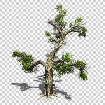 Tree image on a transparent background Stock Illustration
