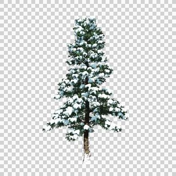 Tree image on a transparent background Stock Illustration