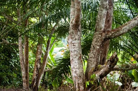 Tree images with customizable space for text or quote. Nature concept and copy Stock Photos