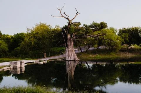 Tree impacted by lightning, tree burned and dried on a beautiful river Stock Photos