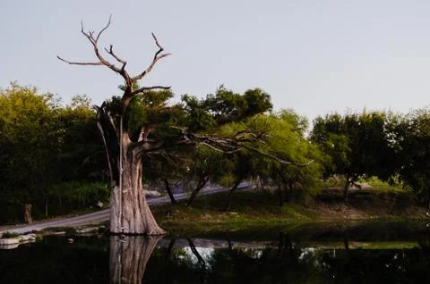 Tree impacted by lightning, tree burned and dried on a beautiful river Stock Photos