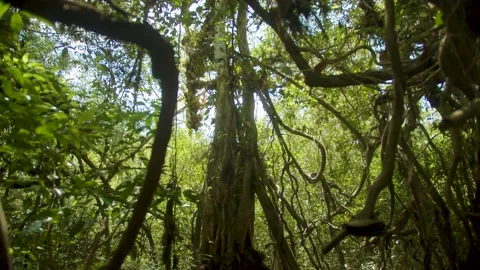 Tree in Indonesian Forest Stock Footage 208855022