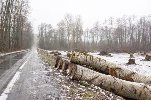 Tree industry in winter Stock Photos