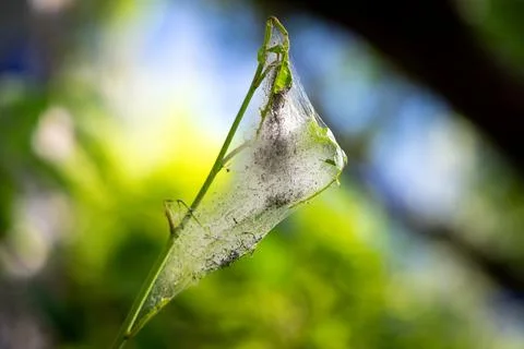 A tree infested with ermine bird cherry moth larvae inside a large web Photos