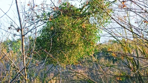 Tree Infested with Large Clumps of Mistletoe Parasite 스톡 동영상 247534662