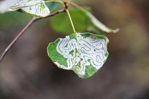 A tree infested with leaf miner insects Stock Photos
