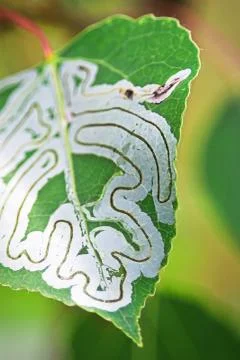 A tree infested with leaf miner insects Stock Photos