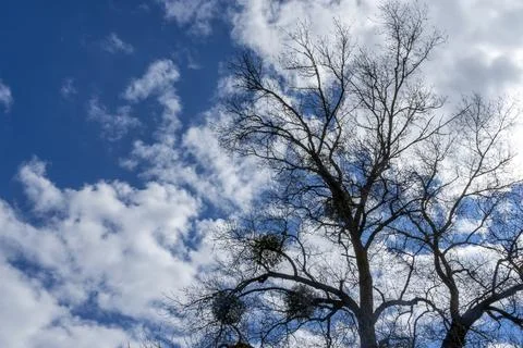 Tree infested with mistletoe parasites on a blue sky with white clouds backgr Foto stock